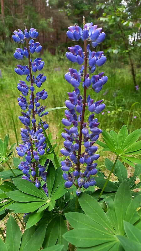 lupina mnoholistá Lupinus polyphyllus Lindl.