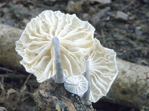 tancuľka biela Marasmiellus candidus (Bolton) Singer