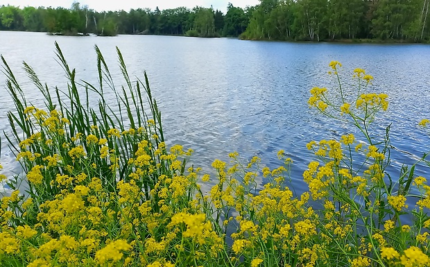 roripa obojživelná Rorippa amphibia (L.) Besser