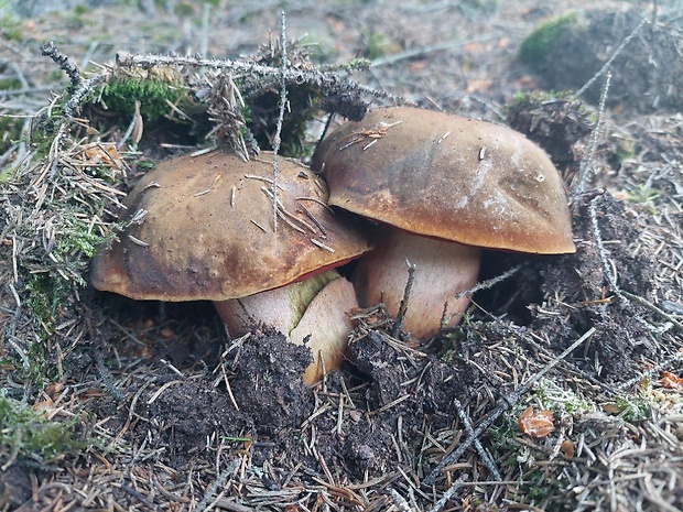 hríb zrnitohlúbikový Sutorius luridiformis (Rostk.) G. Wu & Zhu L. Yang