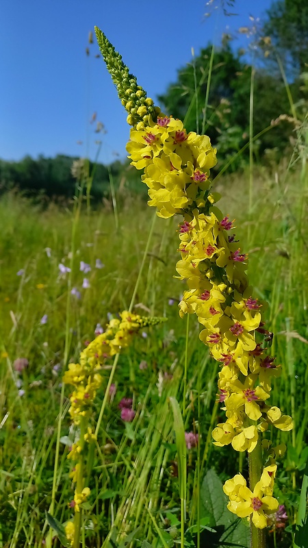 divozel čierny Verbascum nigrum L.