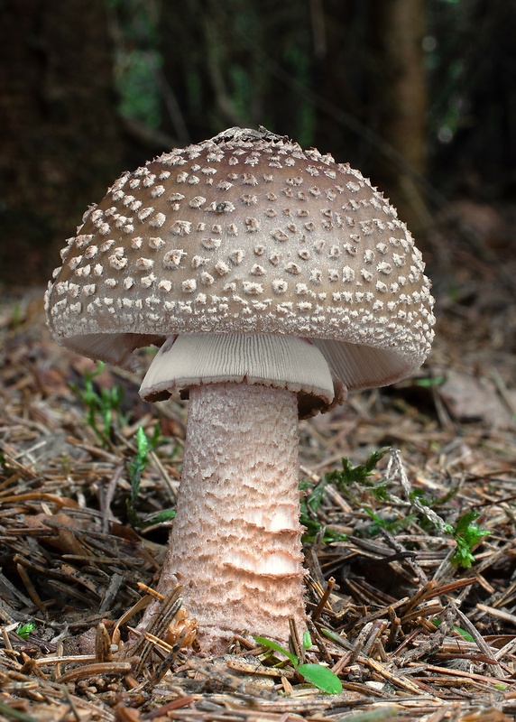 muchotrávka červenkastá Amanita rubescens Pers.