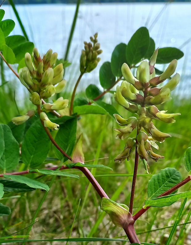 kozinec sladkolistý Astragalus glycyphyllos L.