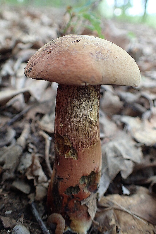 hríb polosieťkovaný Boletus mendax