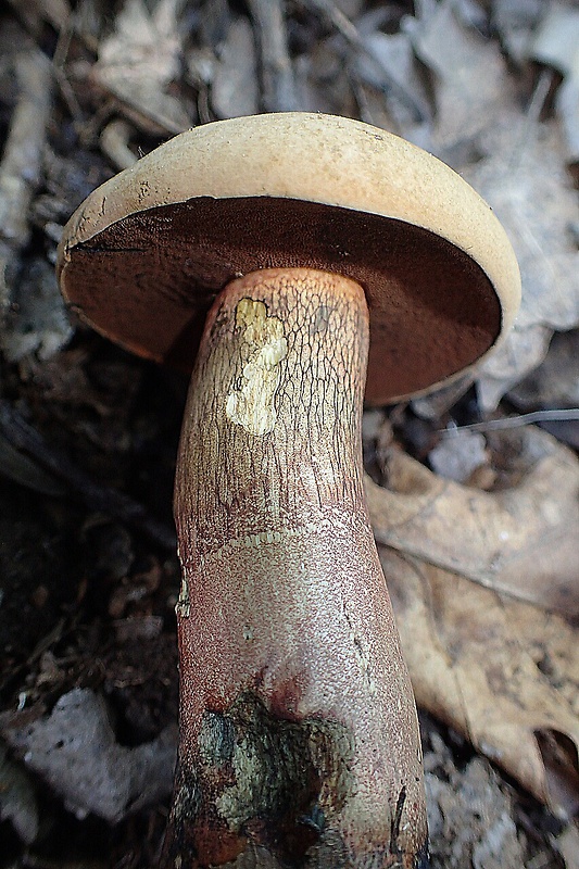 hríb polosieťkovaný  Boletus mendax