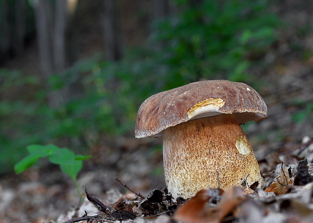 hríb dubový Boletus reticulatus Schaeff.