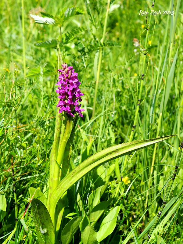 vstavačovec strmolistý krvavý Dactylorhiza incarnata subsp. haematodes (Rchb.) Soó