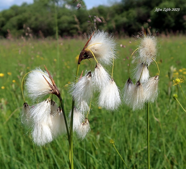 páperník širokolistý Eriophorum latifolium Hoppe