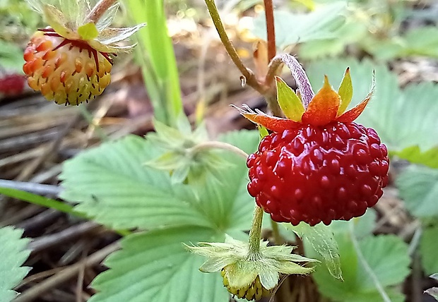 jahoda obyčajná Fragaria vesca L.