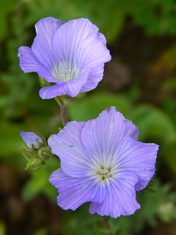 ľan chlpatý Linum hirsutum L.