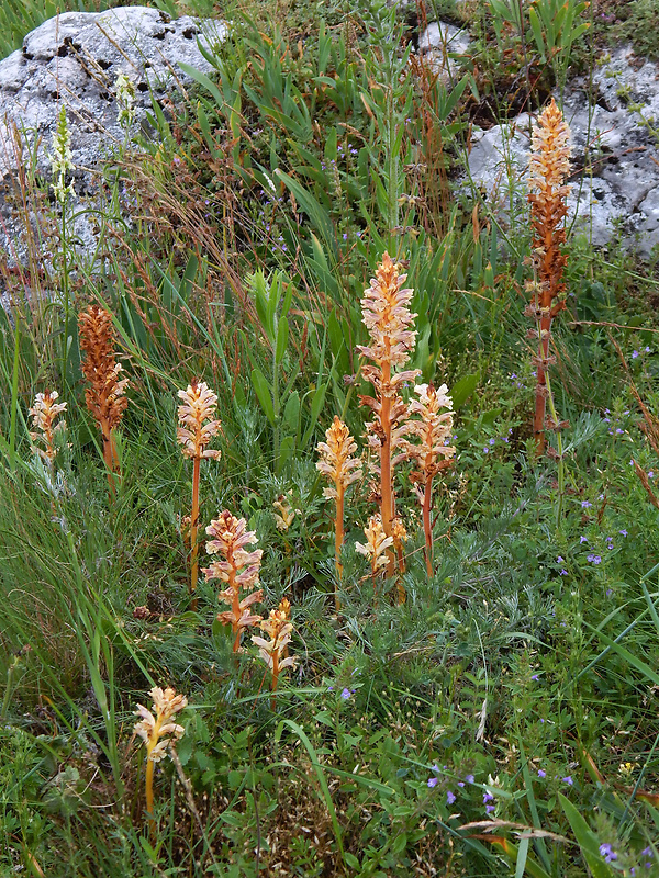 záraza šupinatá Orobanche artemisiae-campestris Vaucher ex Gaudin