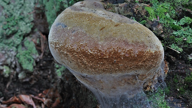 ohňovec Hartigov Phellinus hartigii (Allesch. & Schnabl) Pat.