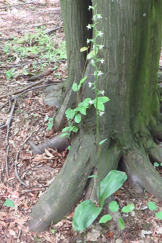 vemenník dvojlistý Platanthera bifolia (L.) Rich.