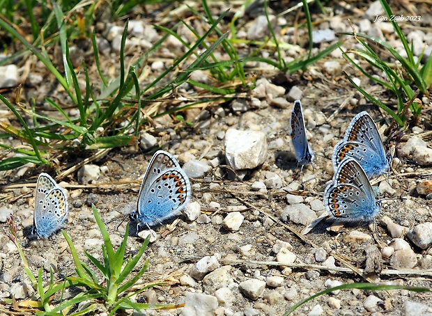 modráčik čiernoobrúbený  Plebejus argus  (Linnaeus, 1758)