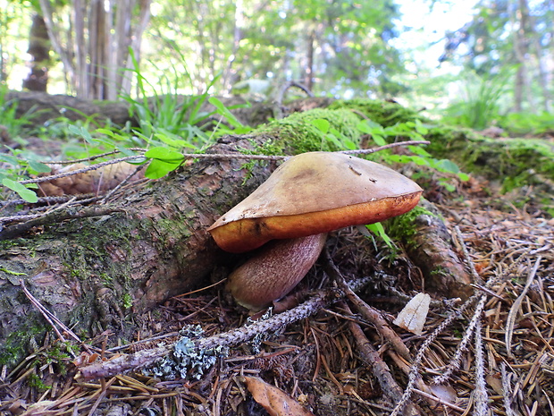 hríb zrnitohlúbikový Sutorius luridiformis (Rostk.) G. Wu & Zhu L. Yang