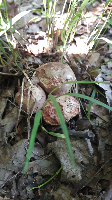 hríb zrnitohlúbikový Sutorius luridiformis (Rostk.) G. Wu & Zhu L. Yang