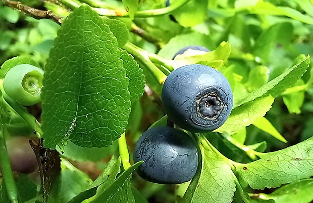 brusnica čučoriedková Vaccinium myrtillus L.