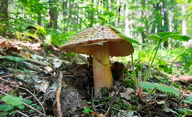 muchotrávka červenkastá Amanita rubescens Pers.