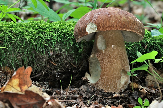 hríb dubový Boletus reticulatus Schaeff.