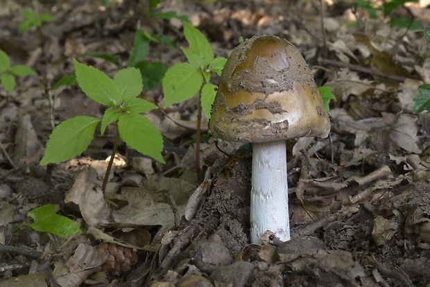 muchotrávka chrastavá Amanita ceciliae (Berk. & Broome) Bas