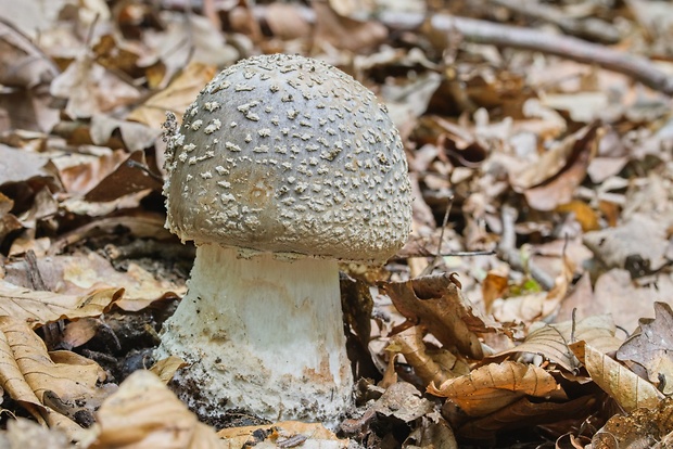 muchotrávka červenkastá Amanita rubescens Pers.