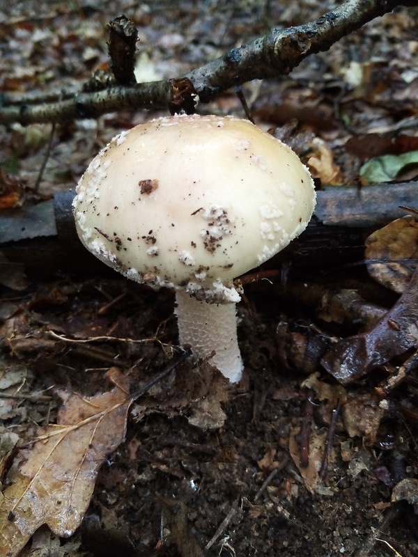 muchotrávka červenkastá Amanita rubescens Pers.