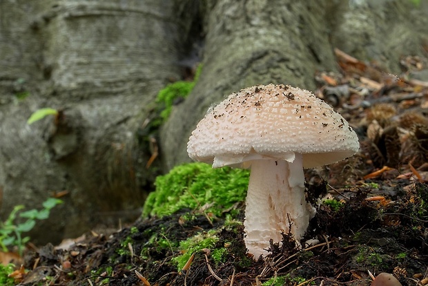 muchotrávka červenkastá Amanita rubescens Pers.