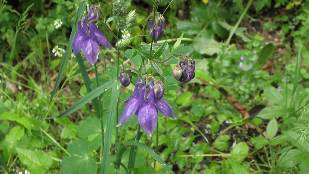 orlíček obyčajný Aquilegia vulgaris L.