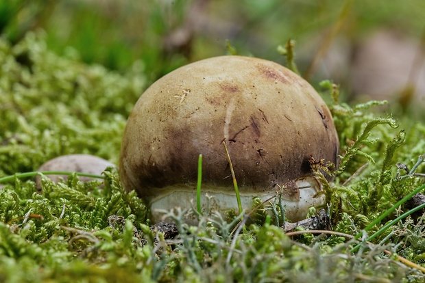 hríb sosnový Boletus pinophilus Pil. et Dermek in Pil.