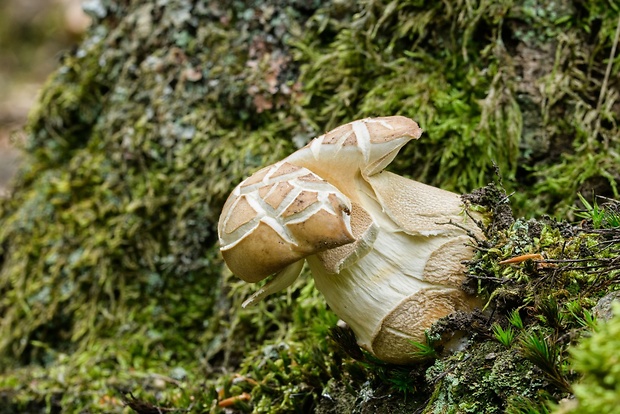 hríb dubový Boletus reticulatus Schaeff.