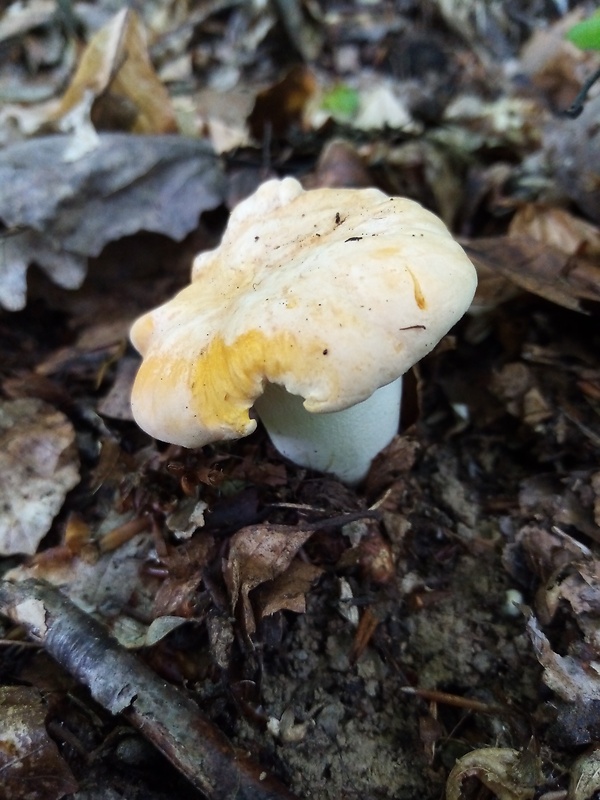 kuriatko Cantharellus sp.