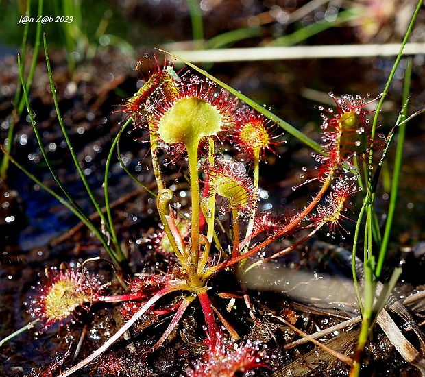 rosička okrúhlolistá Drosera rotundifolia L.