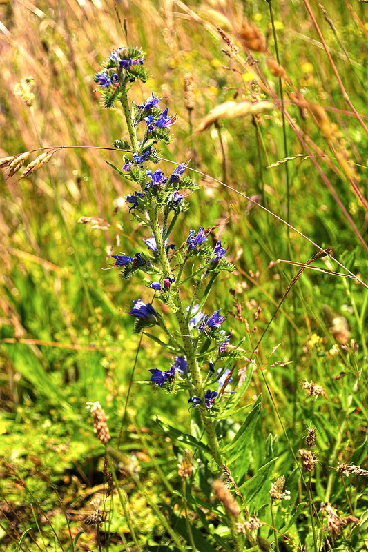 hadinec obyčajný Echium vulgare L.