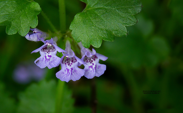 zádušník brečtanovitý Glechoma hederacea L.