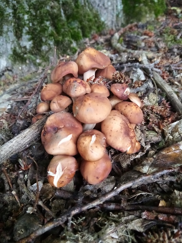 peniazovka vretenovitohlúbiková Gymnopus fusipes (Bull.) Gray