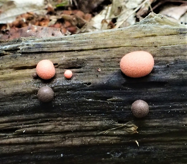 vlčinka Lycogala sp.