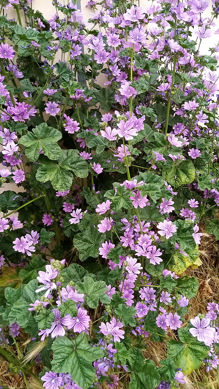 slez lesný Malva sylvestris L.