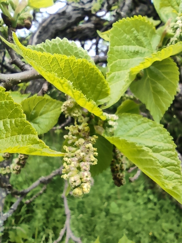 moruša čierna Morus nigra L.