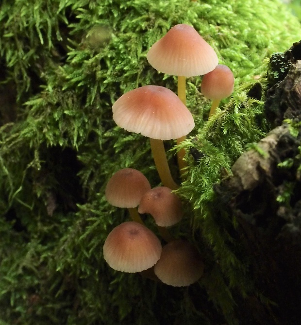 prilbička žltohlúbiková Mycena renati Quél.