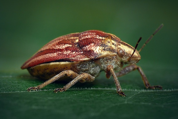 štítovka (sk) / štítovka rudopásá (cz) Odontotarsus purpureolineatus (Rossi, 1790)