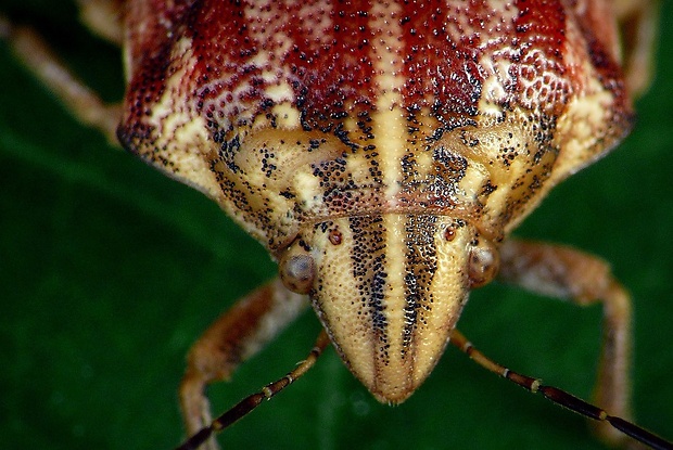 štítovka (sk) / štítovka rudopásá (cz) Odontotarsus purpureolineatus (Rossi, 1790)