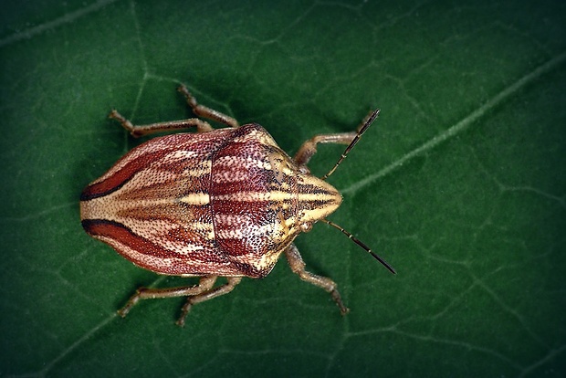 štítovka (sk) / štítovka rudopásá (cz) Odontotarsus purpureolineatus (Rossi, 1790)