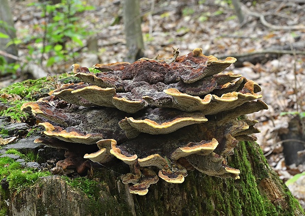 hnedák Schweinitzov Phaeolus schweinitzii (Fr.) Pat.