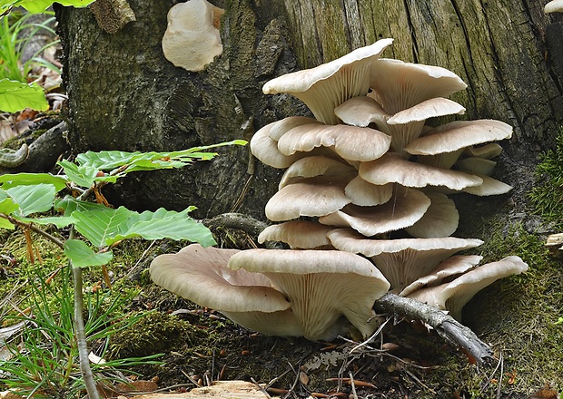 hliva lievikovitá Pleurotus cornucopiae (Paulet) Rolland