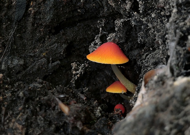 štítovka šarlátová Pluteus aurantiorugosus (Trog) Sacc.