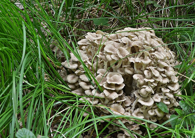 trúdnik klobúčkatý Polyporus umbellatus (Pers.) Fr.