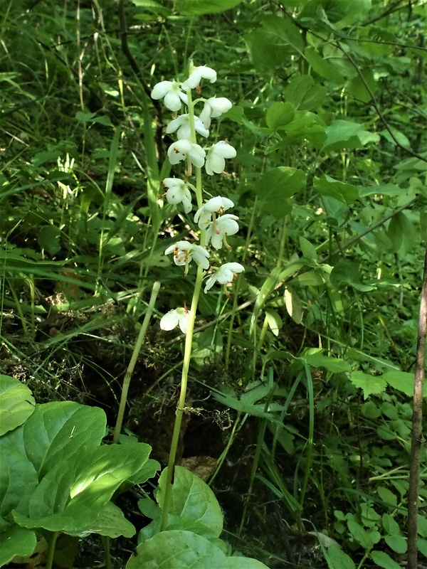 hruštička okrúhlolistá Pyrola rotundifolia L.