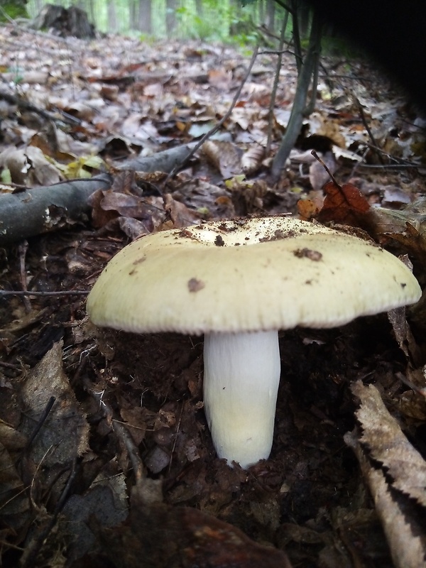 plávka Russula sp.