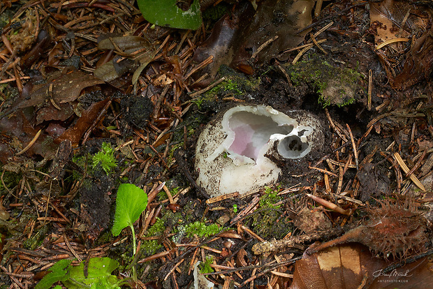 tulipánovka fialová Sarcosphaera coronaria (Jacq.) J. Schröt.