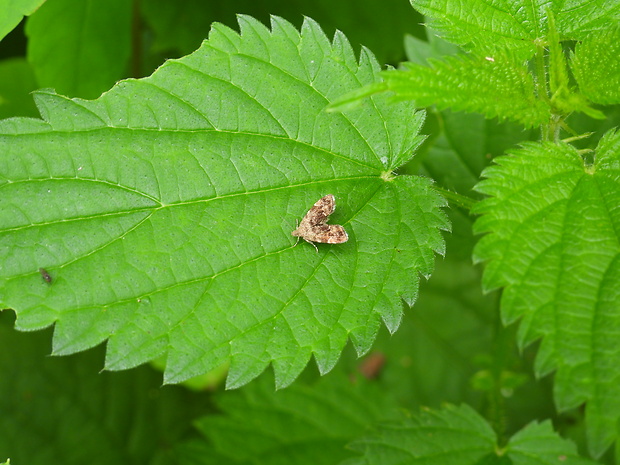 listomôľka Fabriciova Anthophila fabriciana